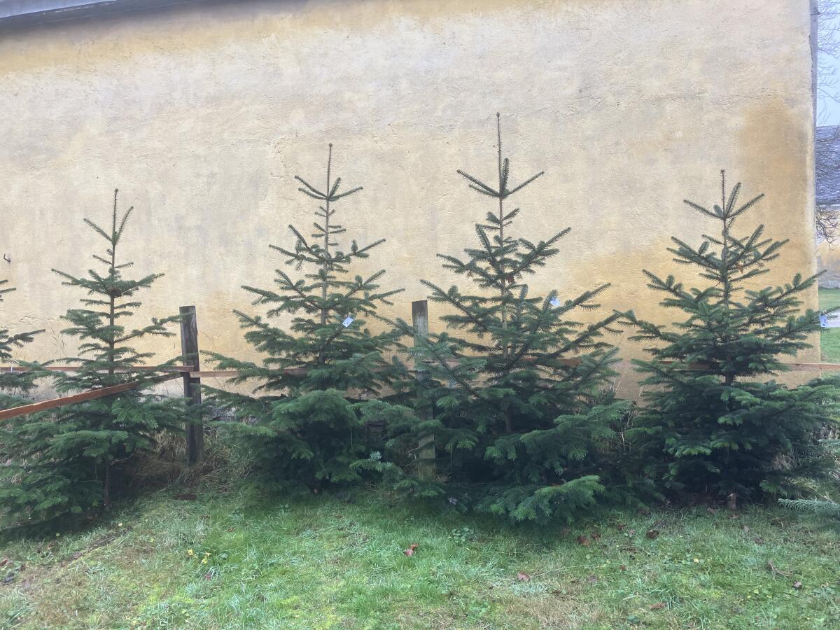 Heimische Christbäume aus Ladendorf last minute 3
