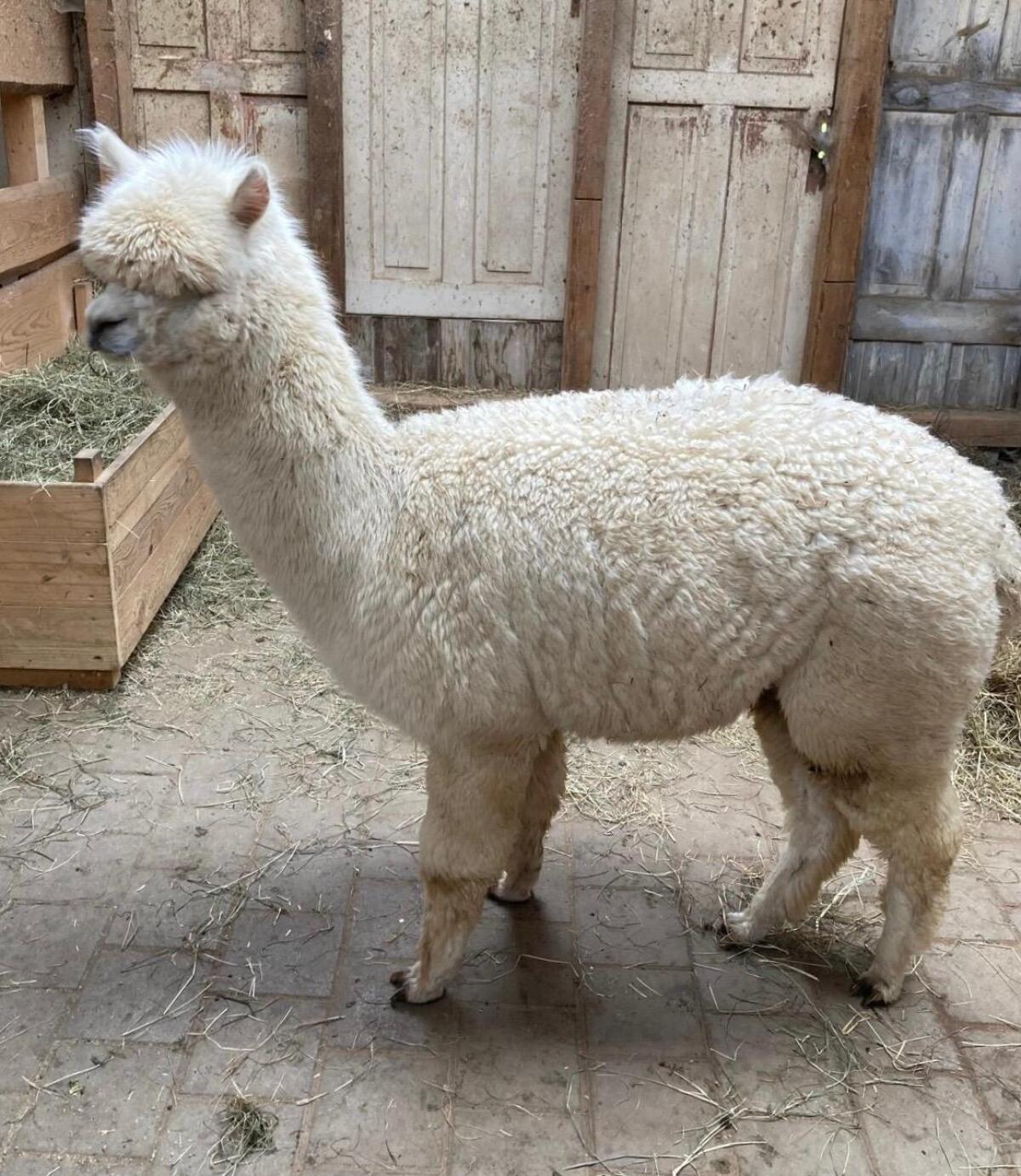 Alpaka Stuten 2