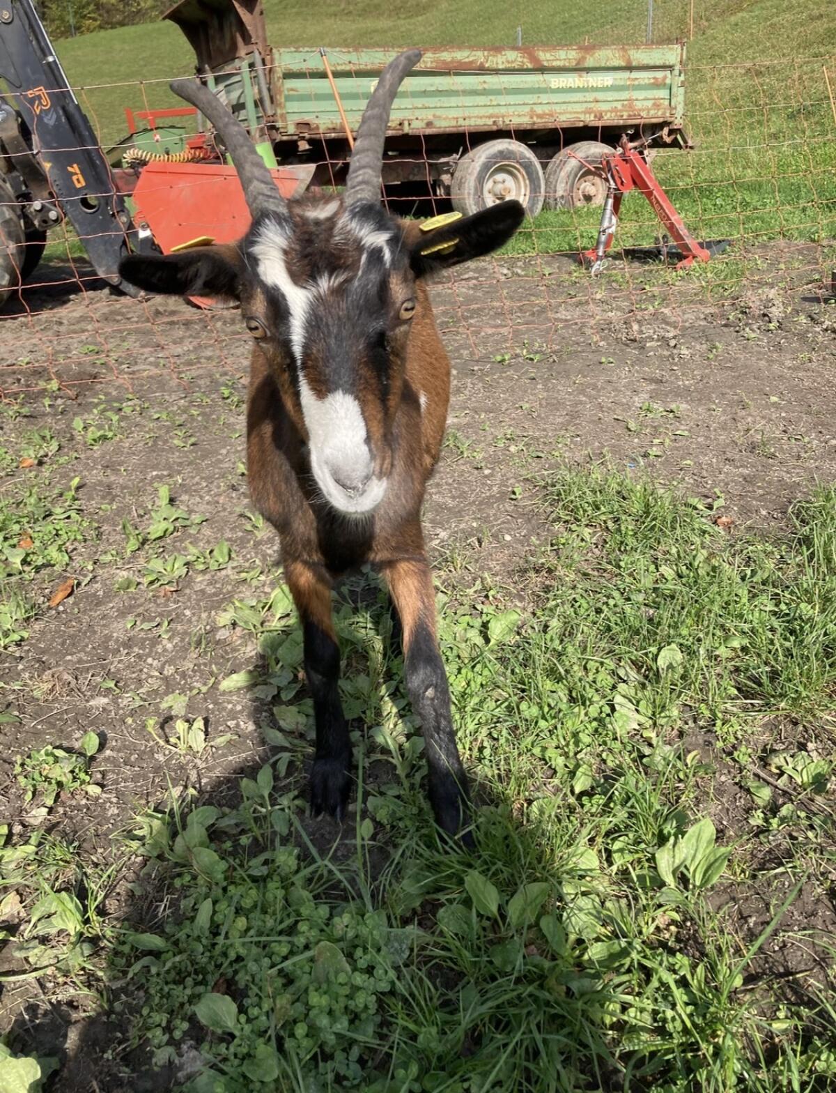 Tauernscheckenziegen 3