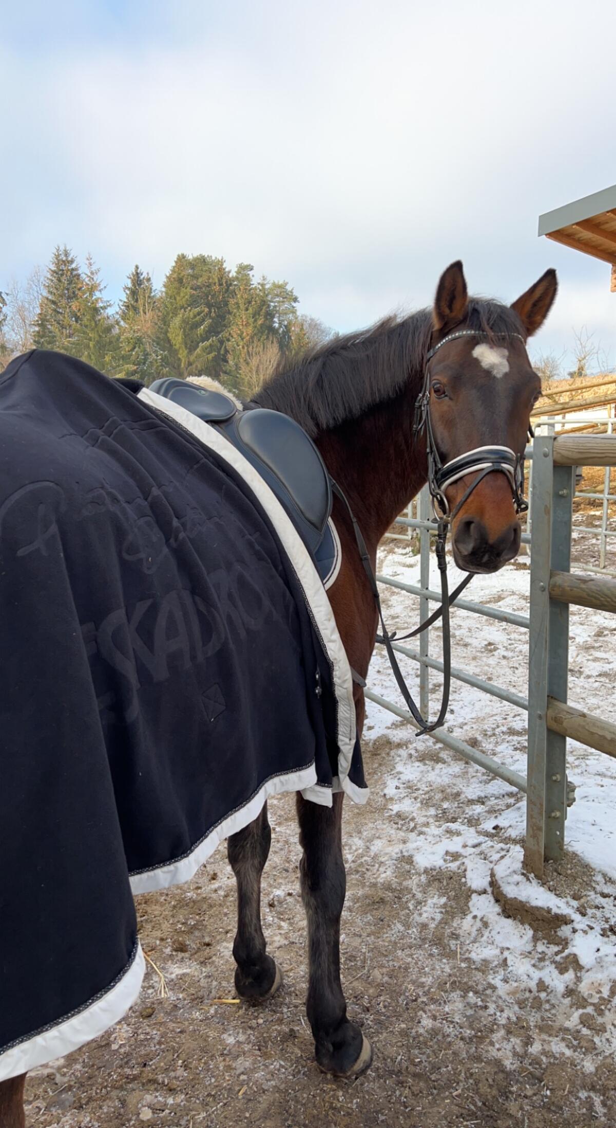 Reitbeteiligung gesucht 3