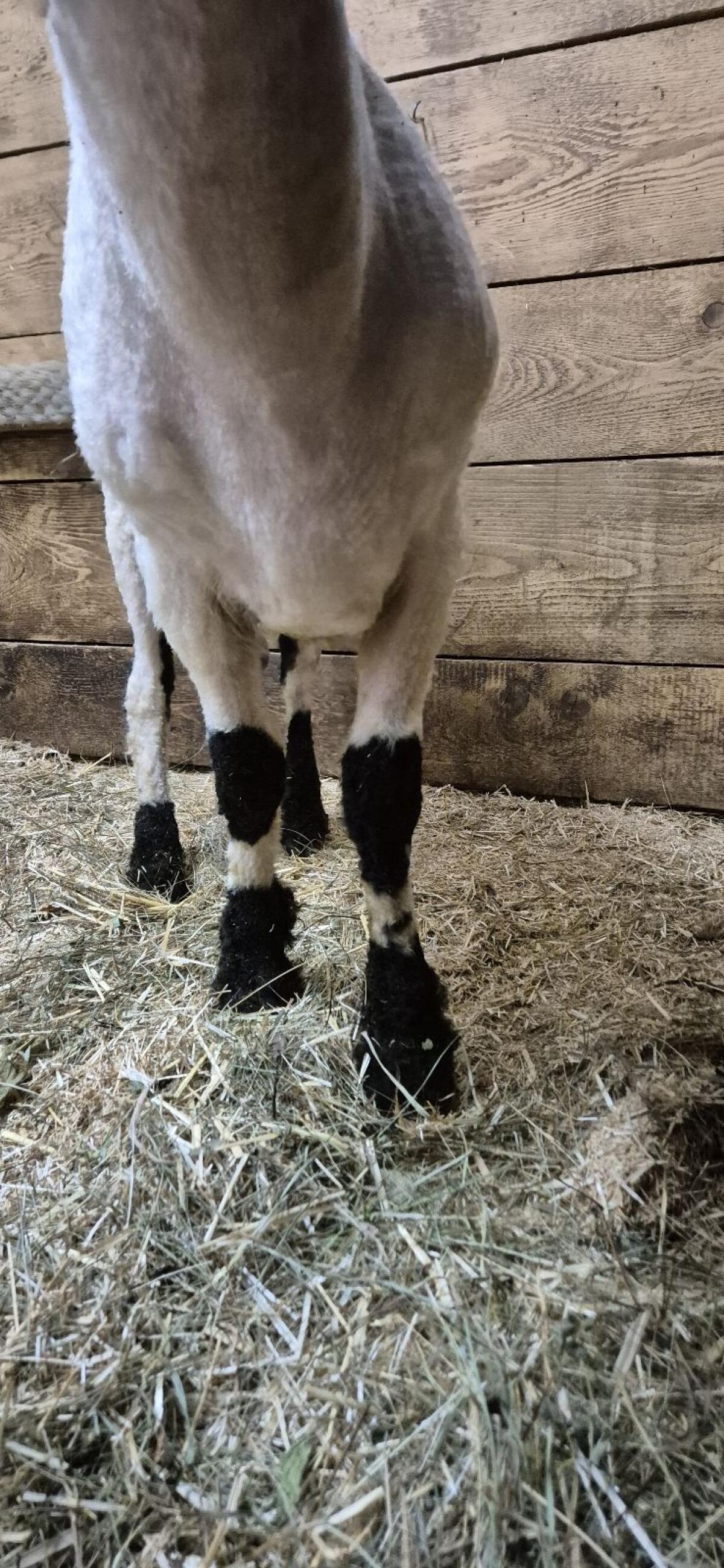 Walliser Schwarznasenwidder 3