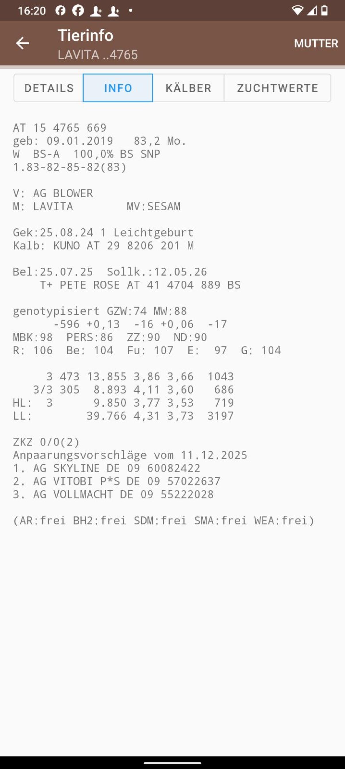 Kleinträchtige Brown Swiss Kuh 2