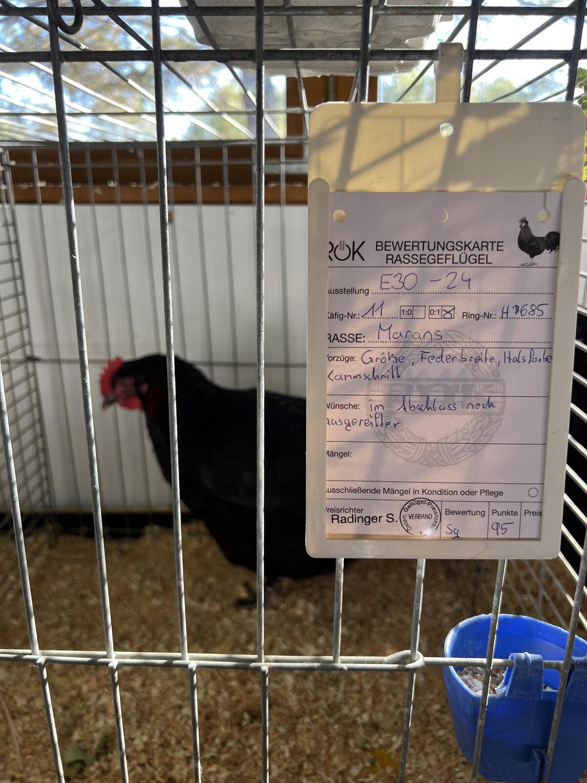 Marans reinrassig 3