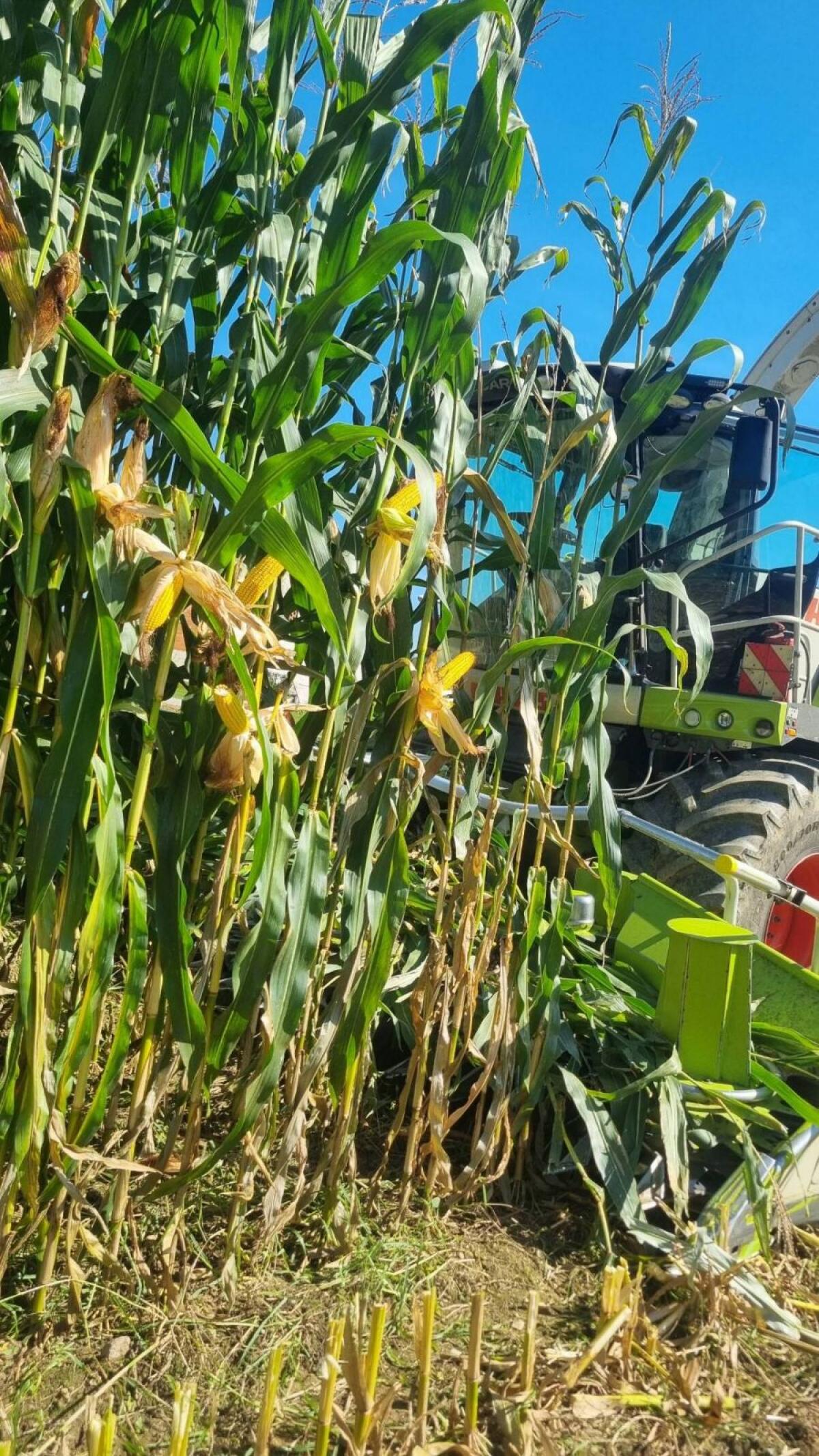 Maisballen - TOP Qualität 2