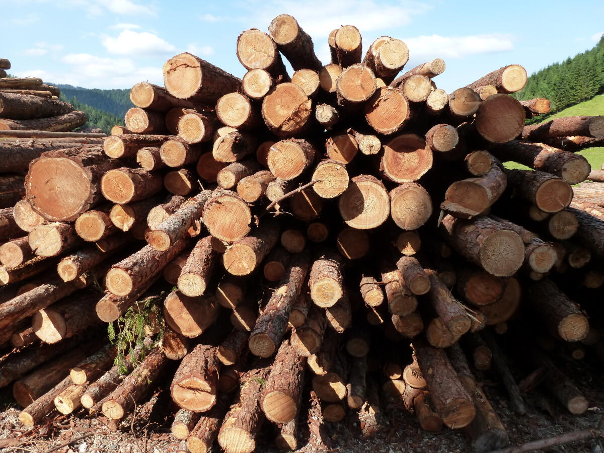 Haagsäulen, Lärchenstifel, Zaunsteher, Baumschutz 2