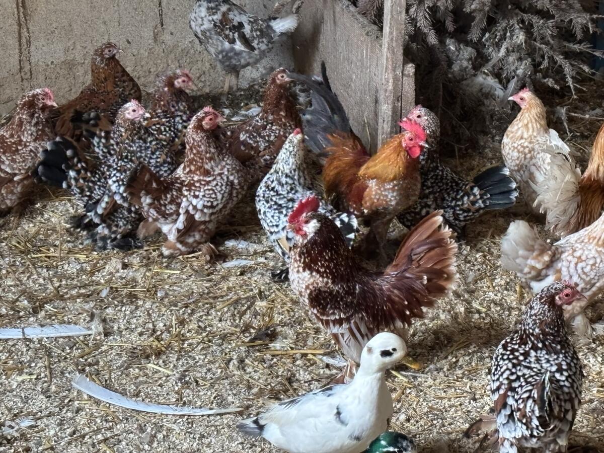 Federfüßige Zwerghühner 3