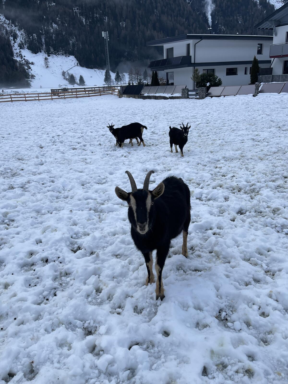 Pinzgauer Strahlenziege zu verkaufen 3