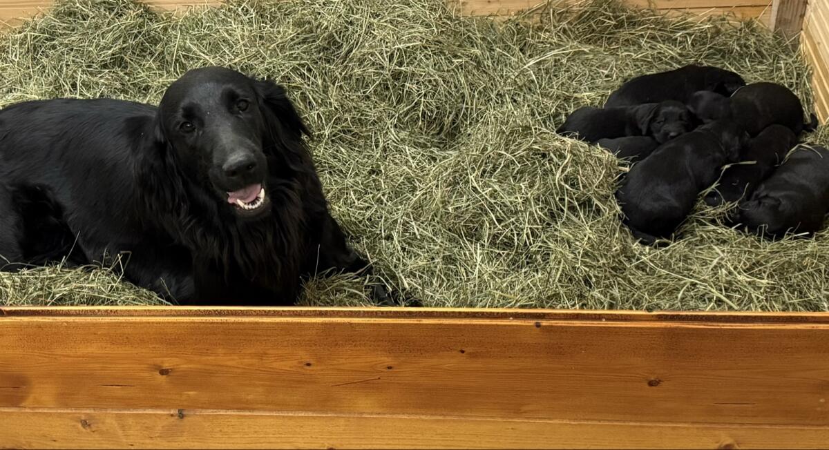 Wunderschöne Retriever Welpen (Flat Coated x Golden) 2