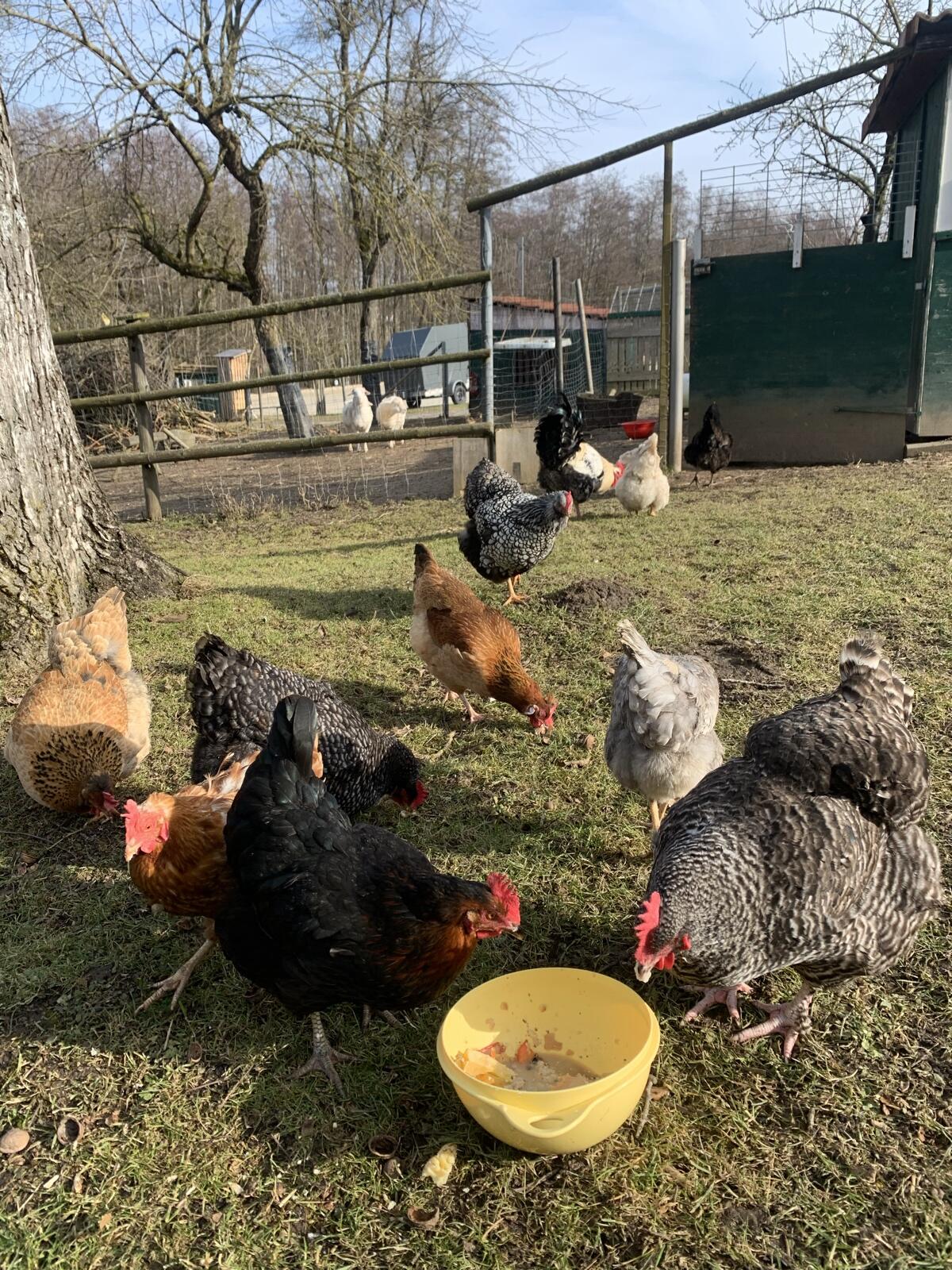 Ältere Hühner zu verschenken 2