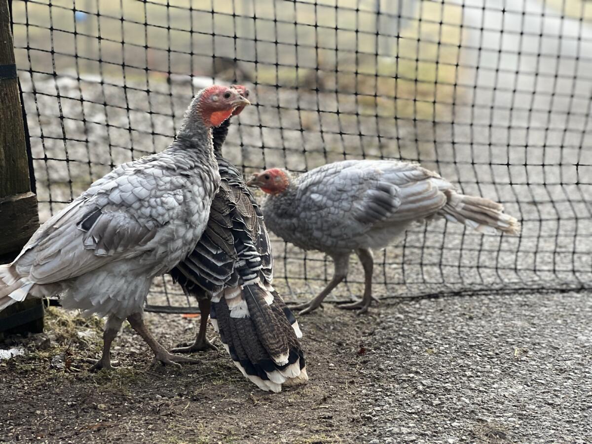 Euganeische Zwergputen und Mixe 2