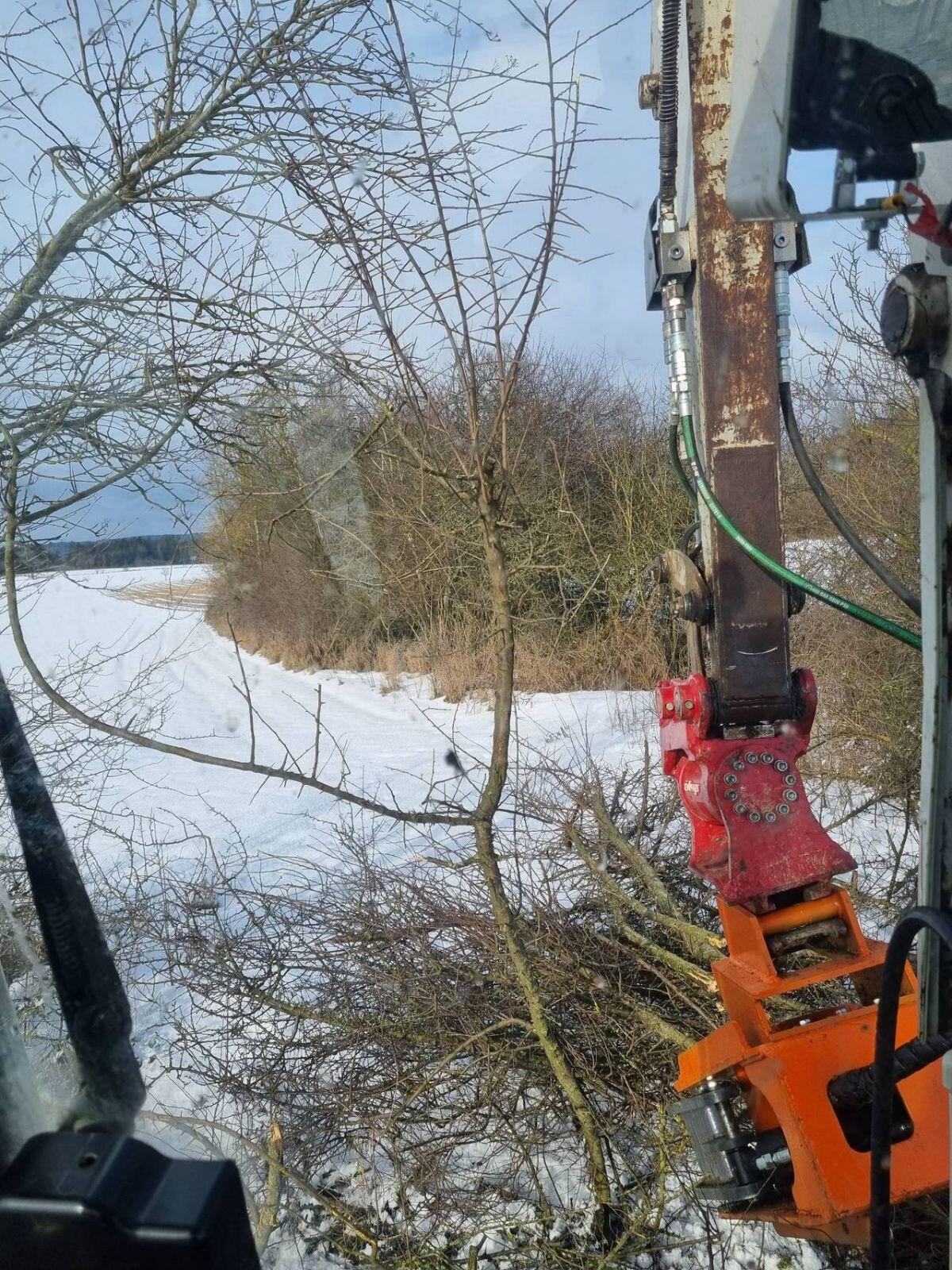 Durchforstung mit Bagger 3