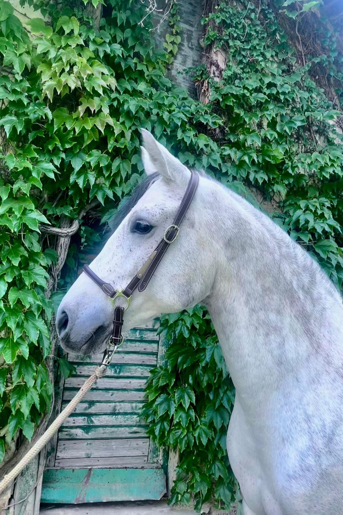 6-jähriger Schimmel-Wallach - klein aber fein 3