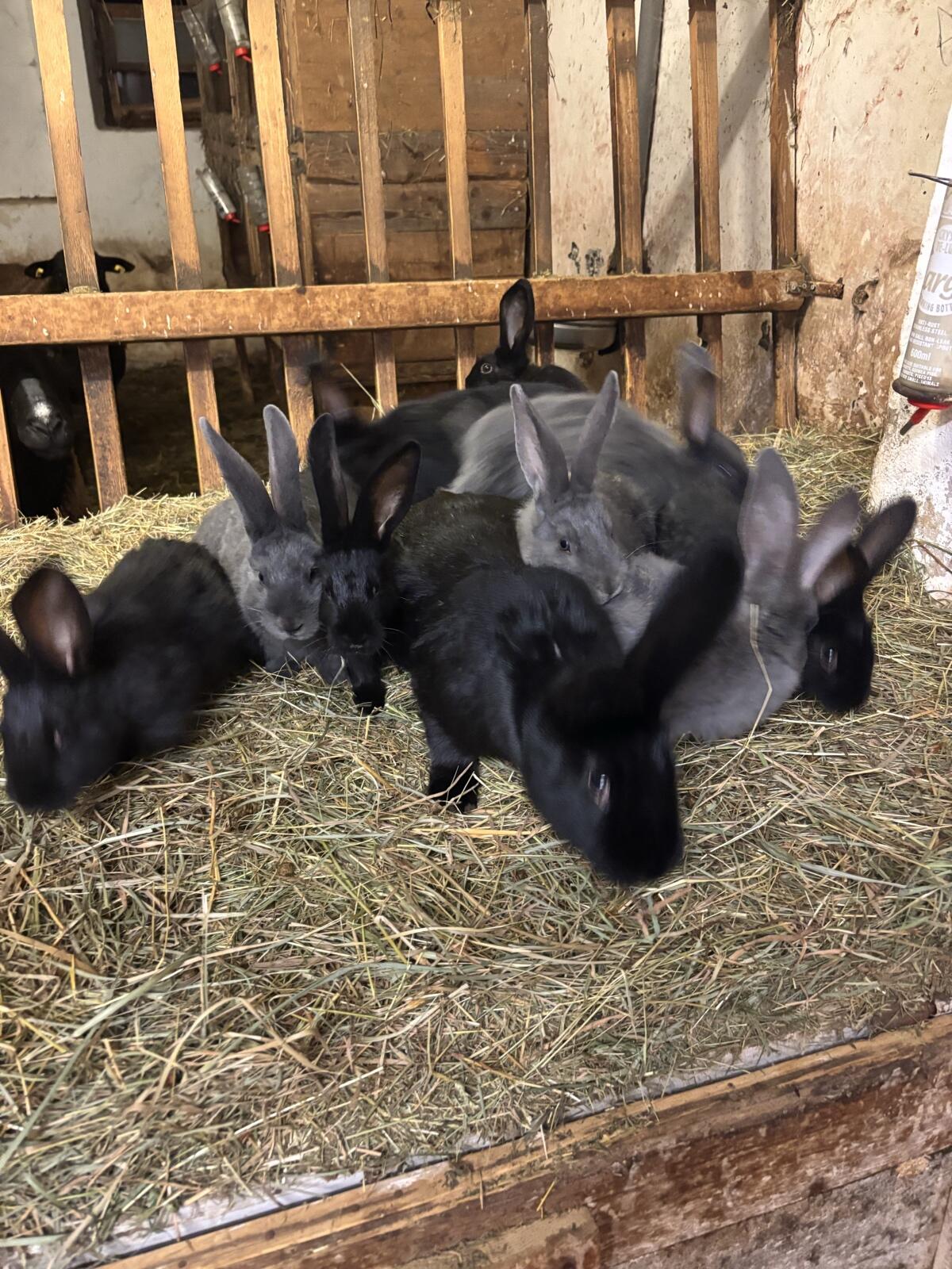 Blaue Wiener und Schwarze Kaninchen 3