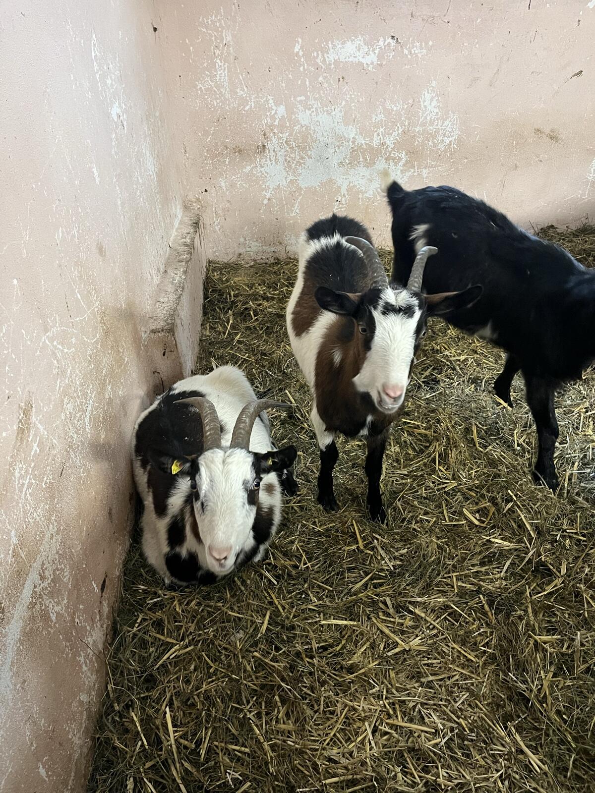 Tauernschecken Ziegen 3