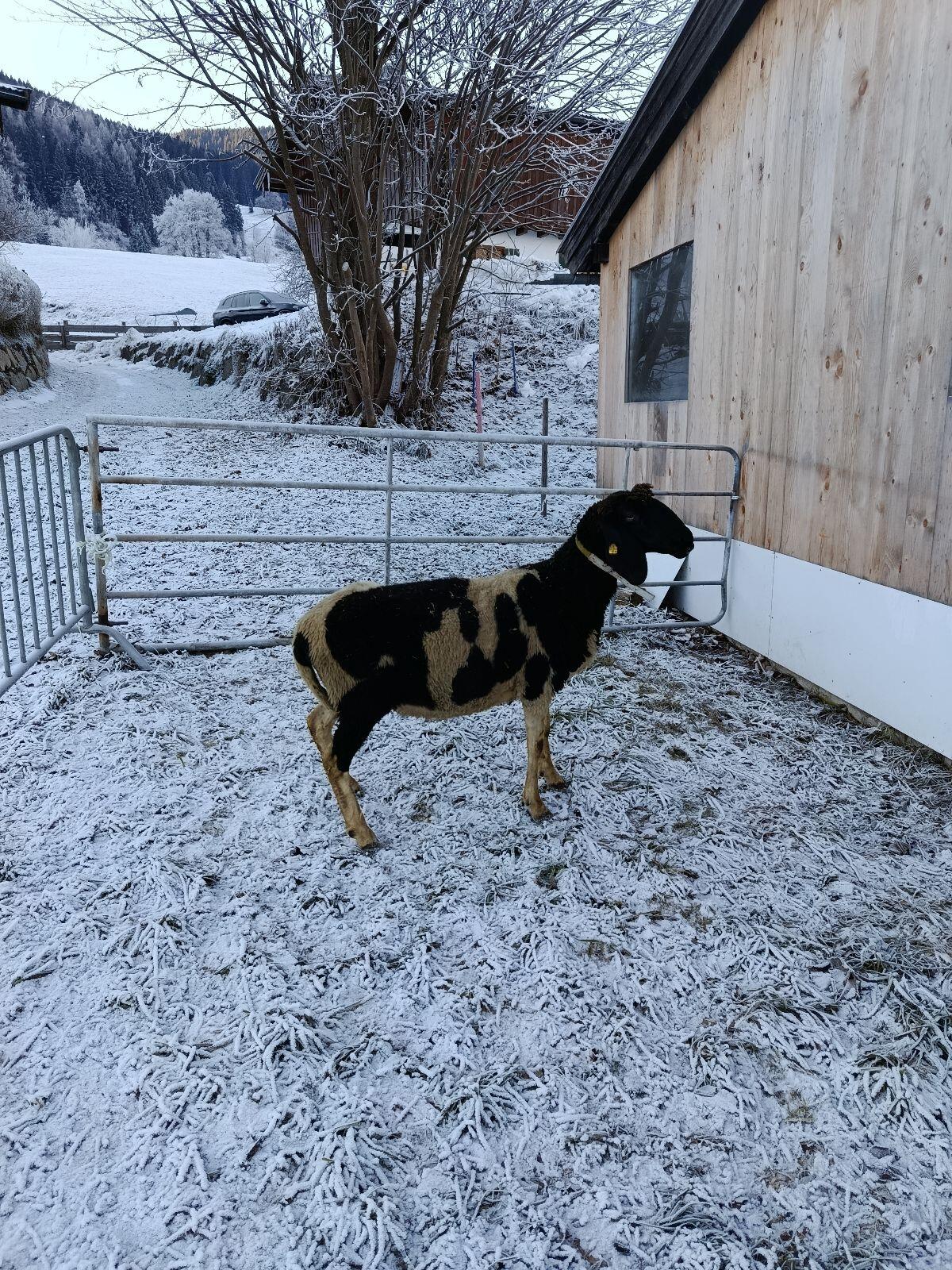 Gescheckte Bergschafe HB 1