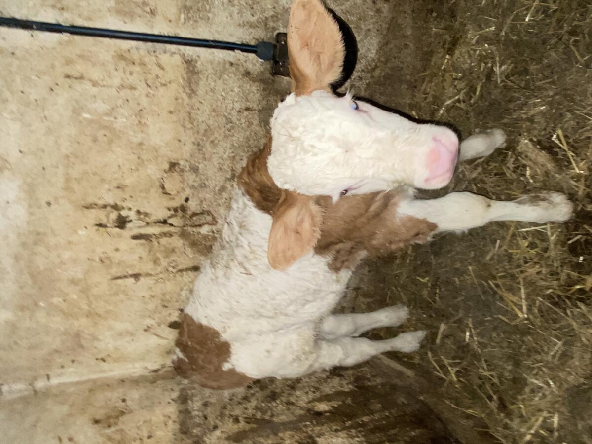 Fleckvieh Stierkalb FV 3