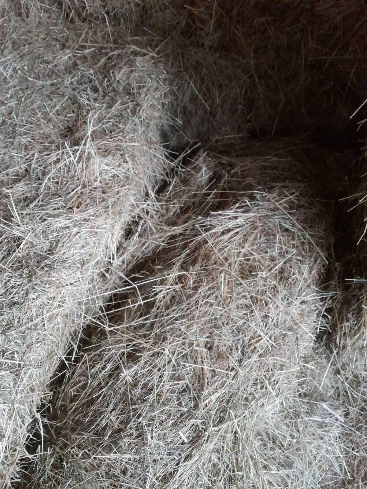 Heu 1., 2., 3. Schnitt in Rundballen. 2