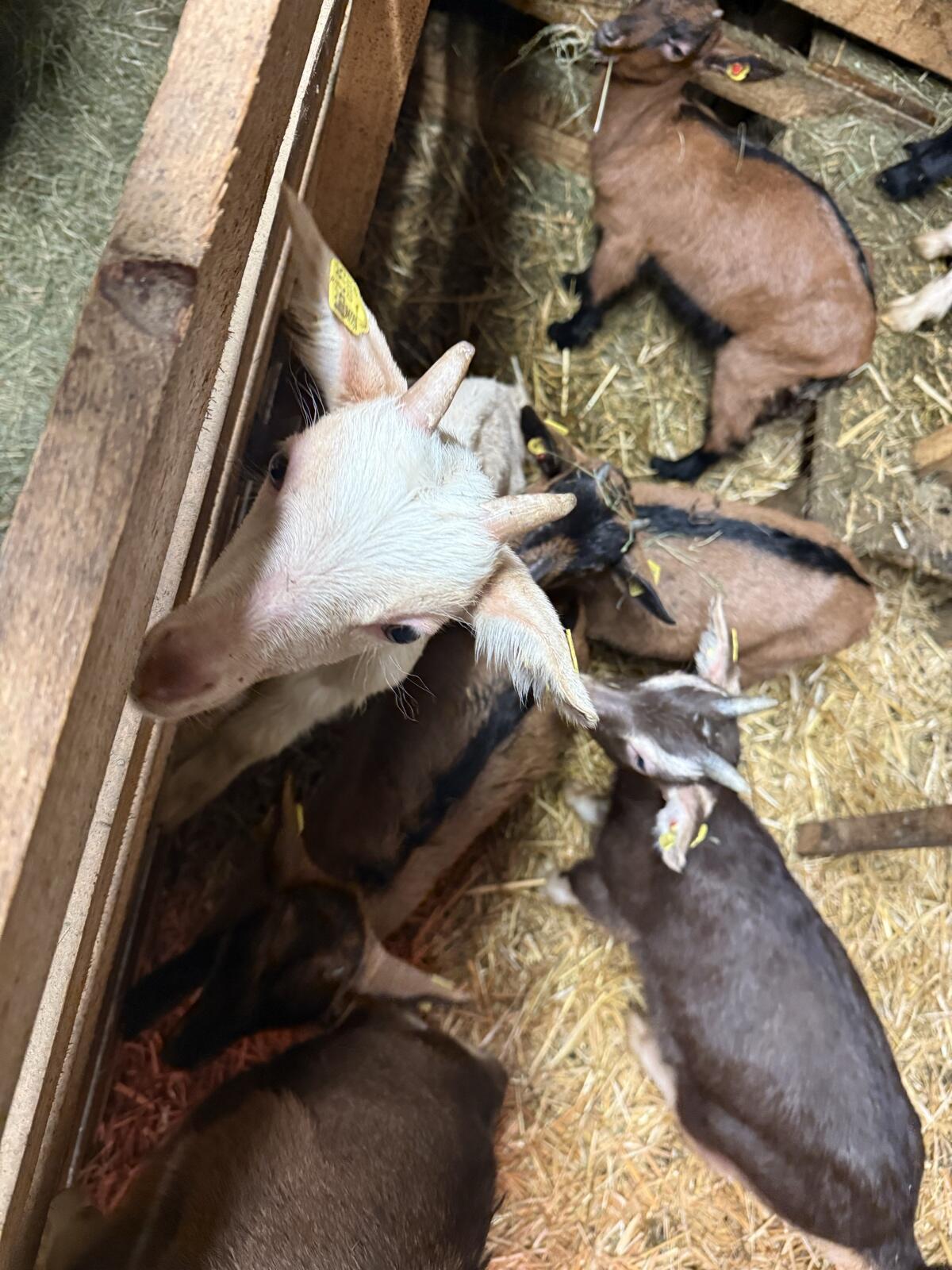 Milchkitze männlich 3