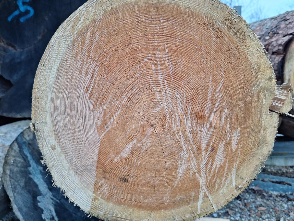 Suche Lärchenholz-Stämme 2