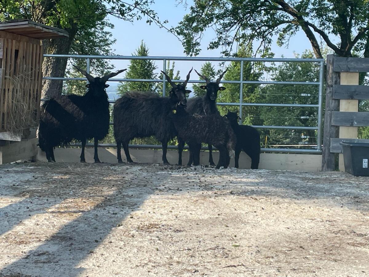 Ungarische Zackelschafe Schwarz 2