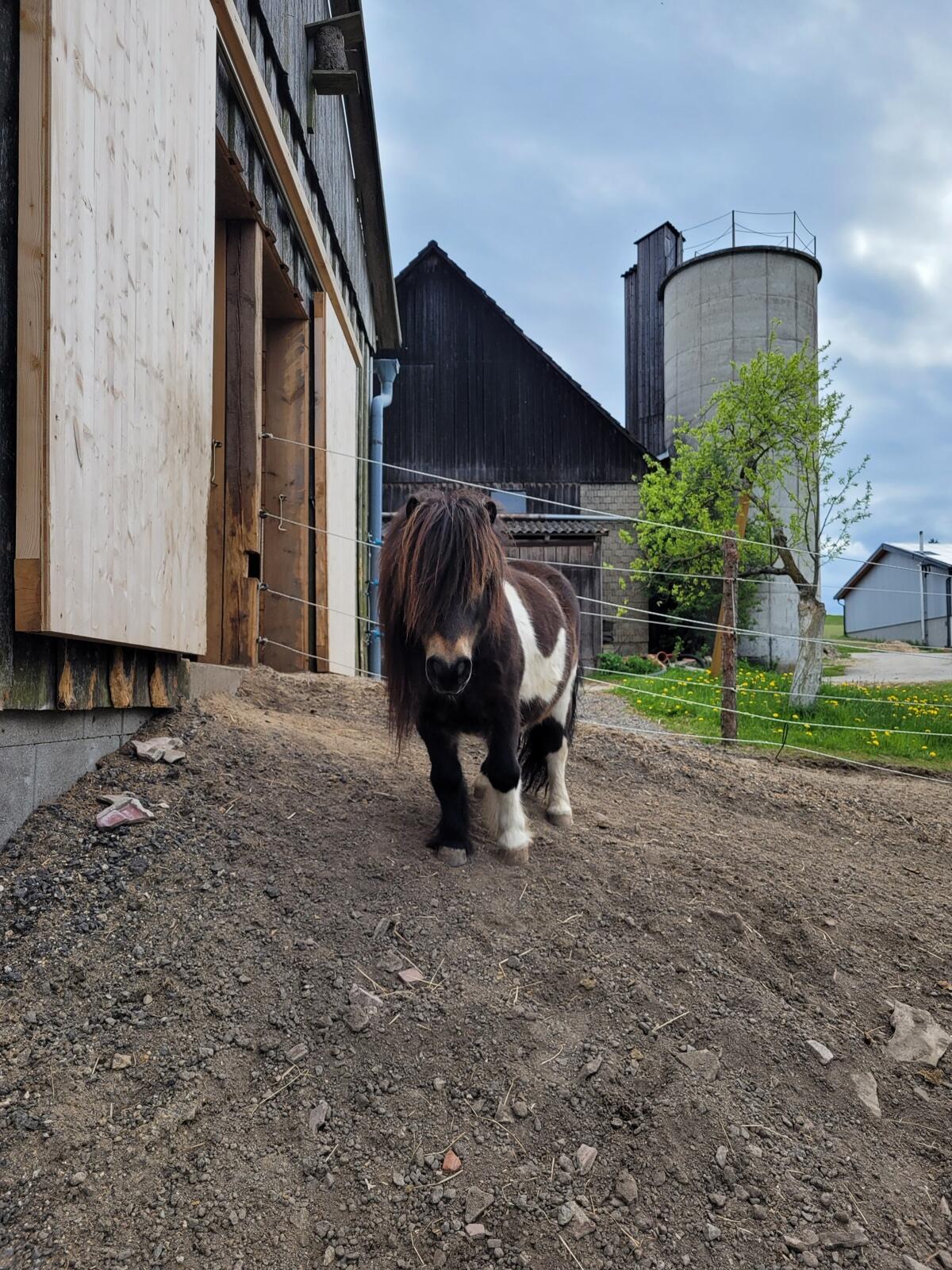 Mini Shetlandponys 3