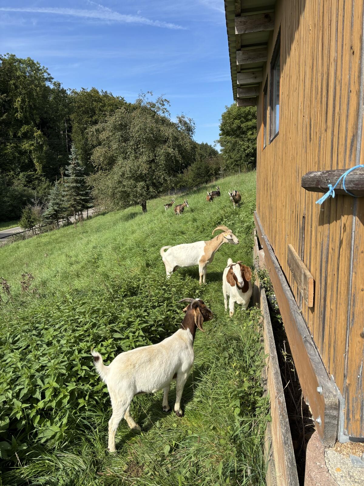 Kleine Ziegenherde 3