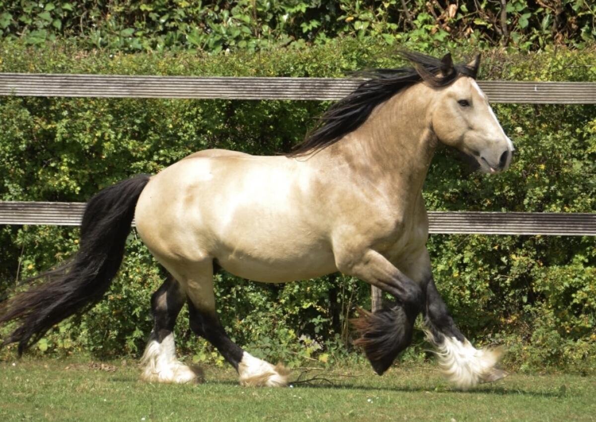 Deckanzeige Irish Tinkerhengste 2