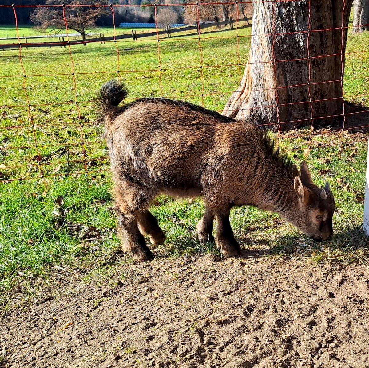 Minizwergziegenbock 2
