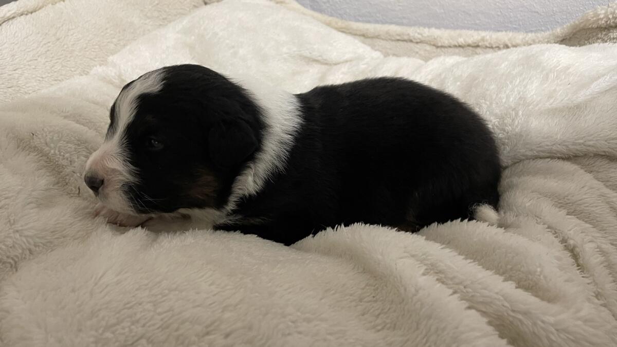 Australian Shepherd Welpen 3