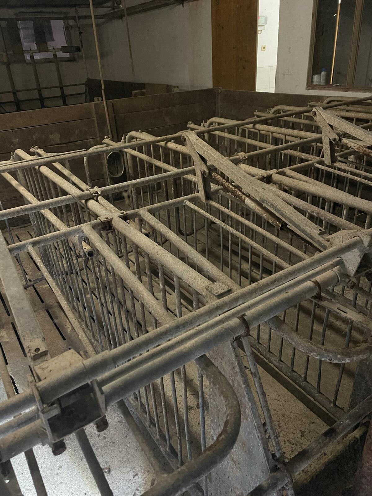 Aufstallung Zuchtsauen mit Fütterung 2