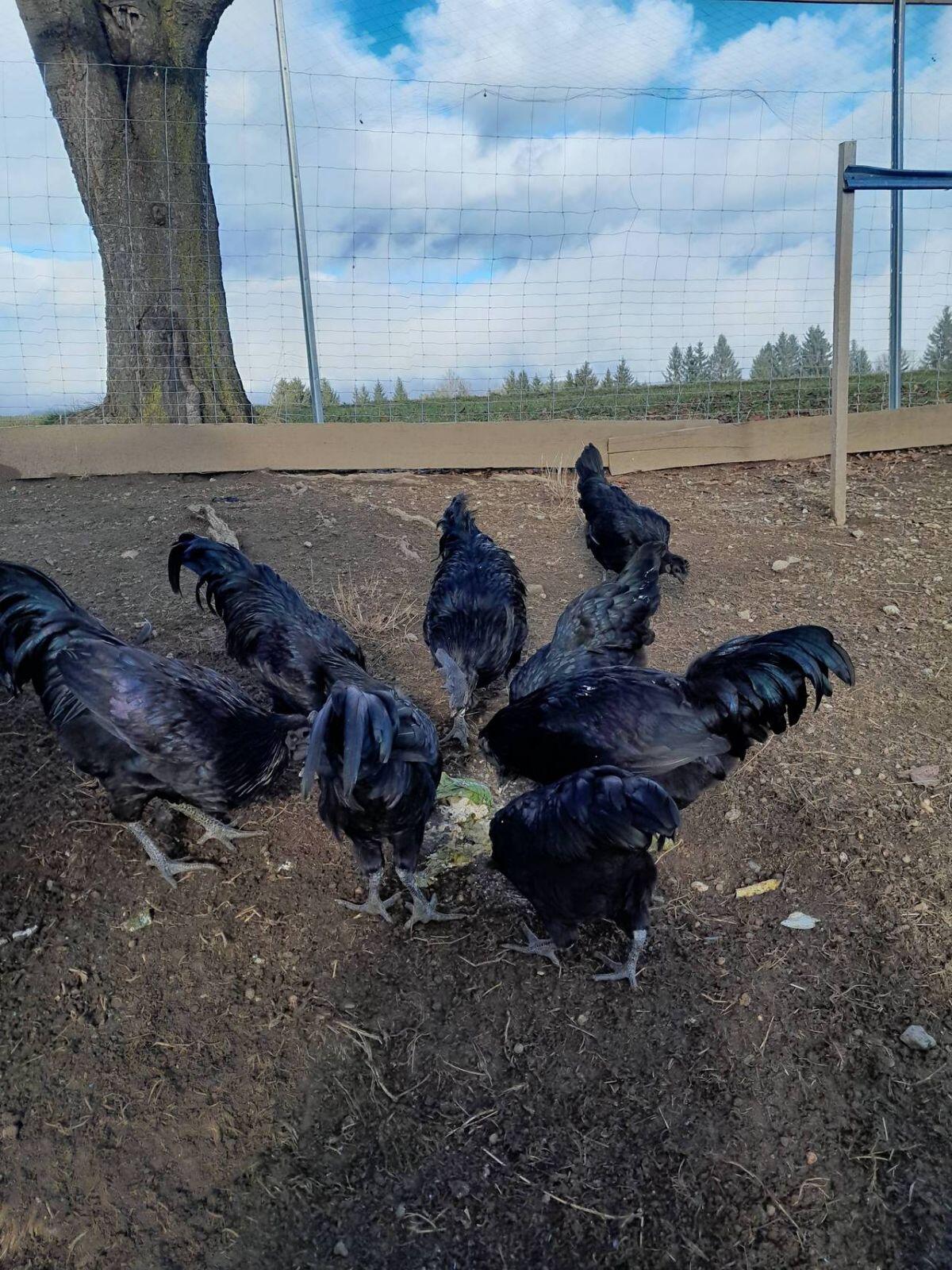 Ayam Cemani 3