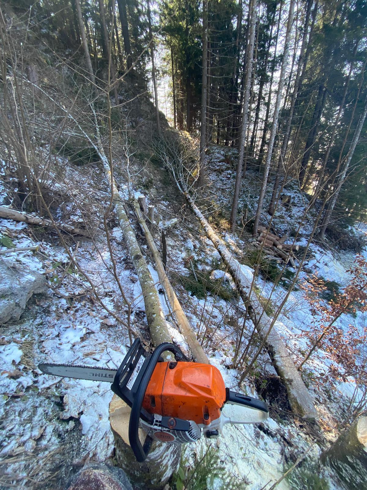 Nebentätigkeit im Forst 2