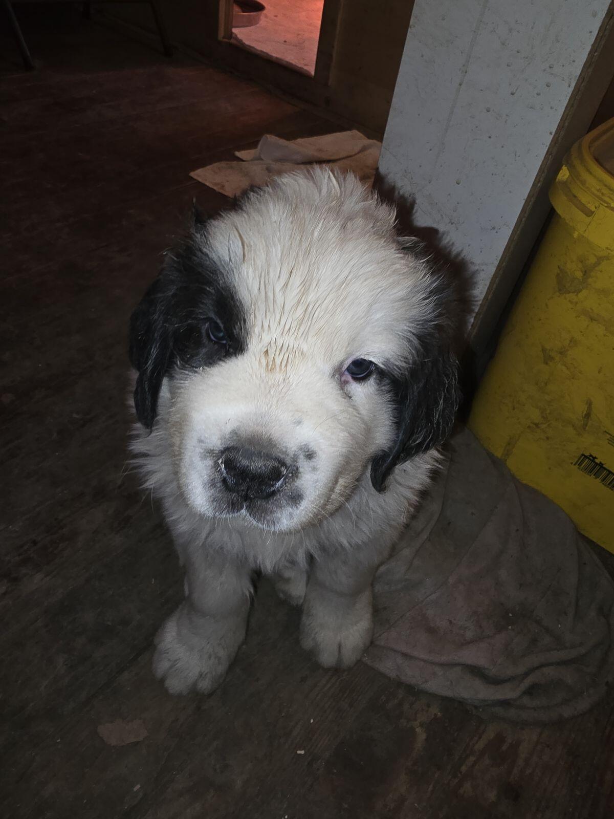 Wunderschöne Bernhardiner Welpen zu vergeben 3