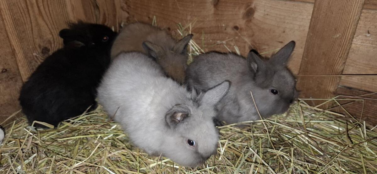 Zwerglöwenkopf-Hasen zum Abgeben 2