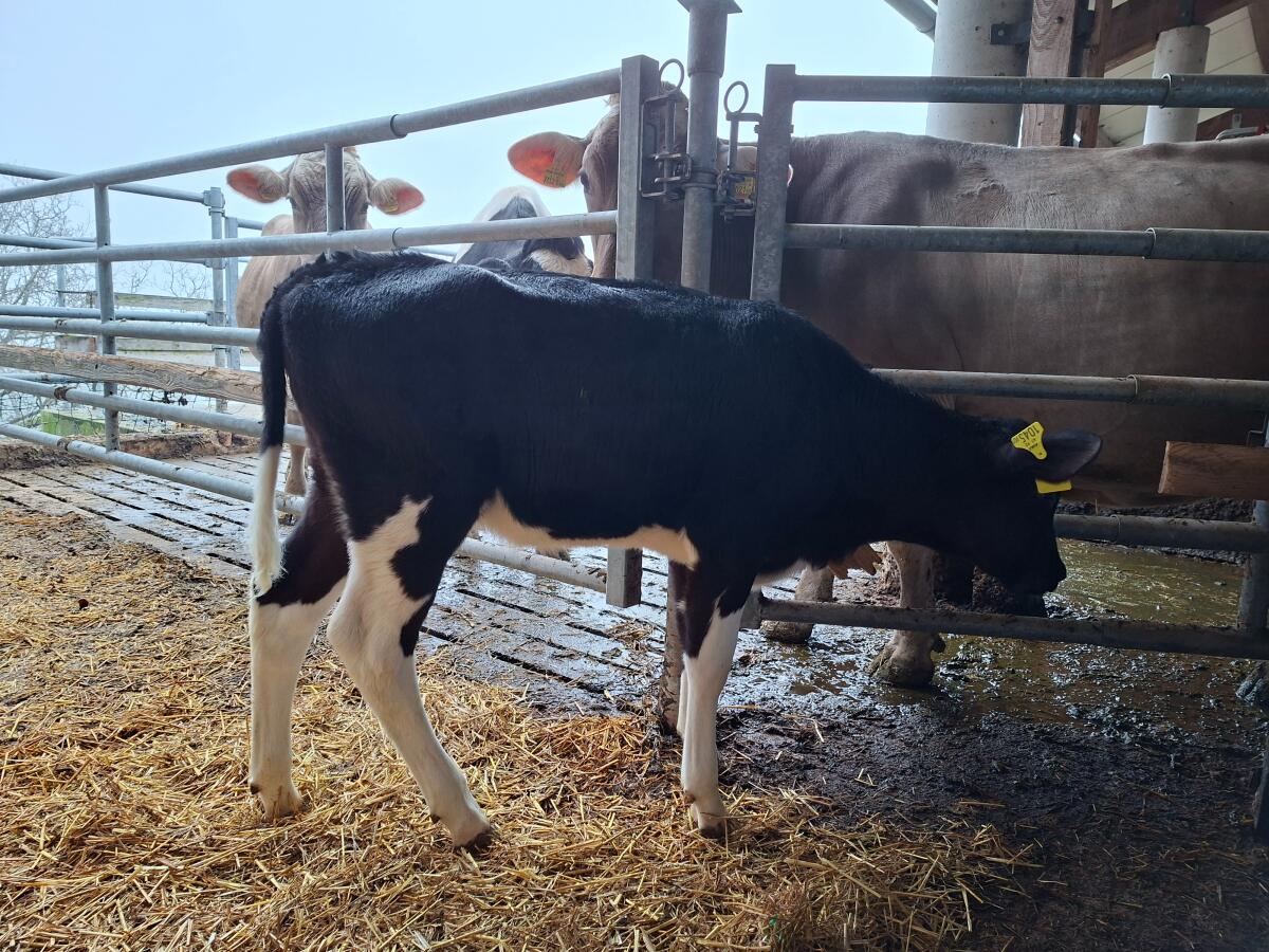 Bio HF Zuchtkalb 2