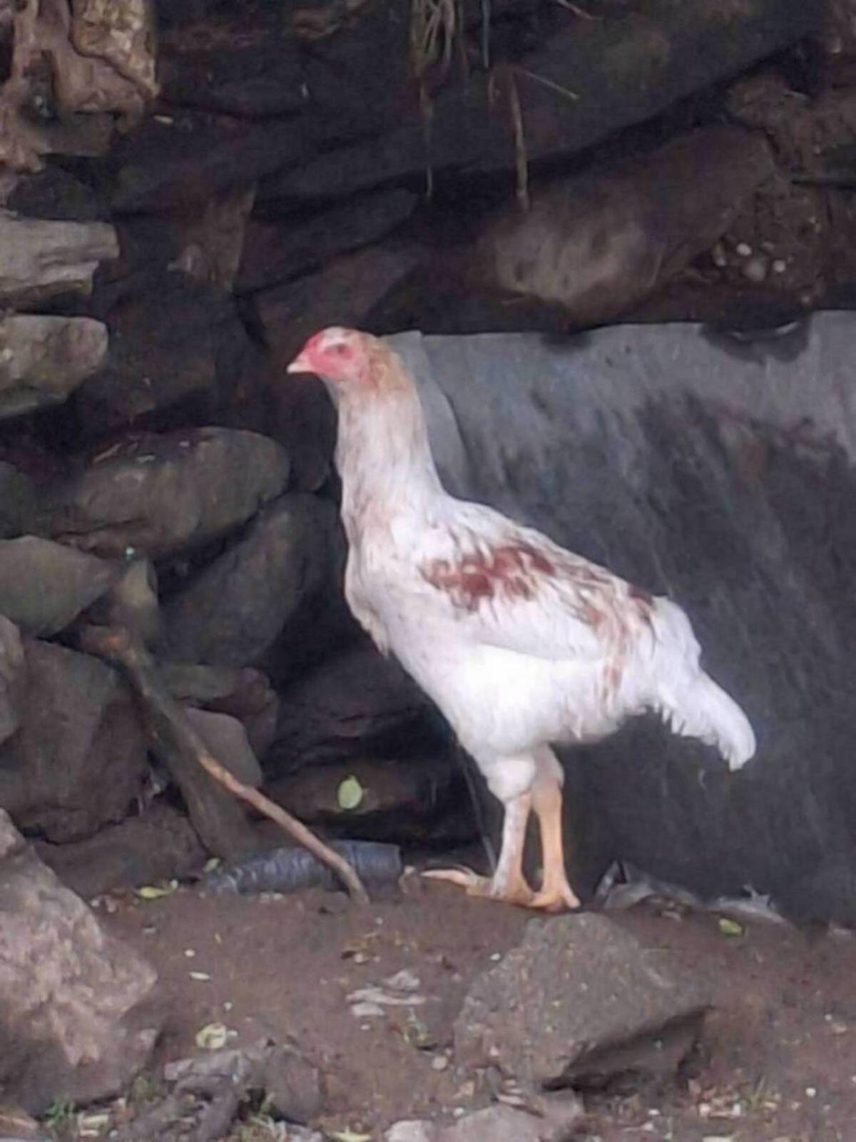 Hähne reinrassig und Mix-Hähne 2