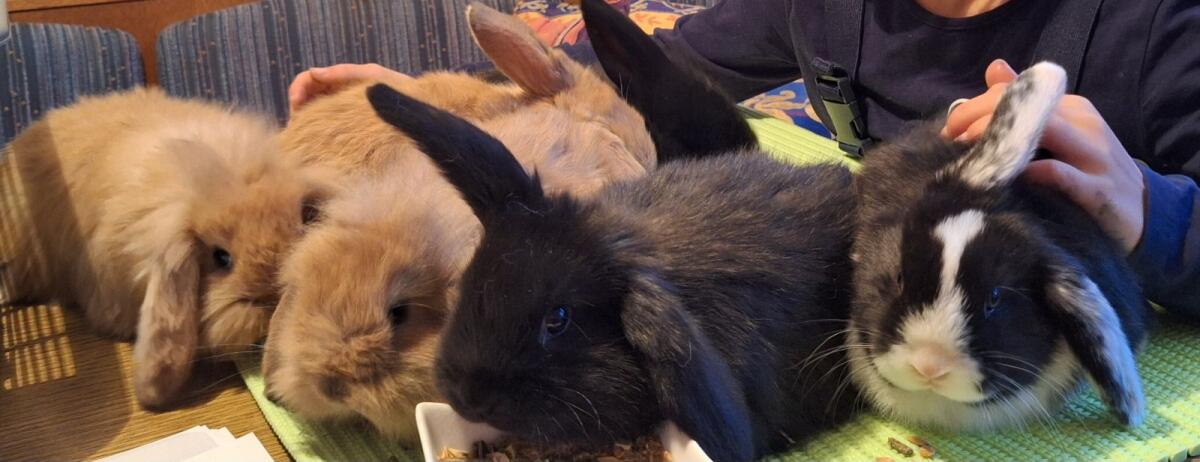 Kaninchen 2