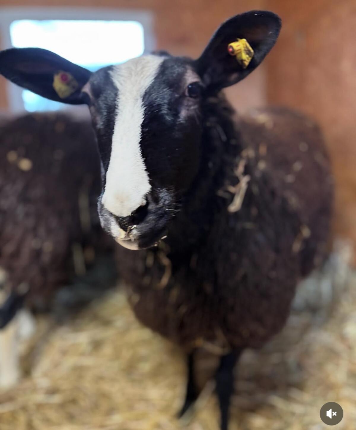 Zwartbles Herdenbuchtiere zu verkaufen 3