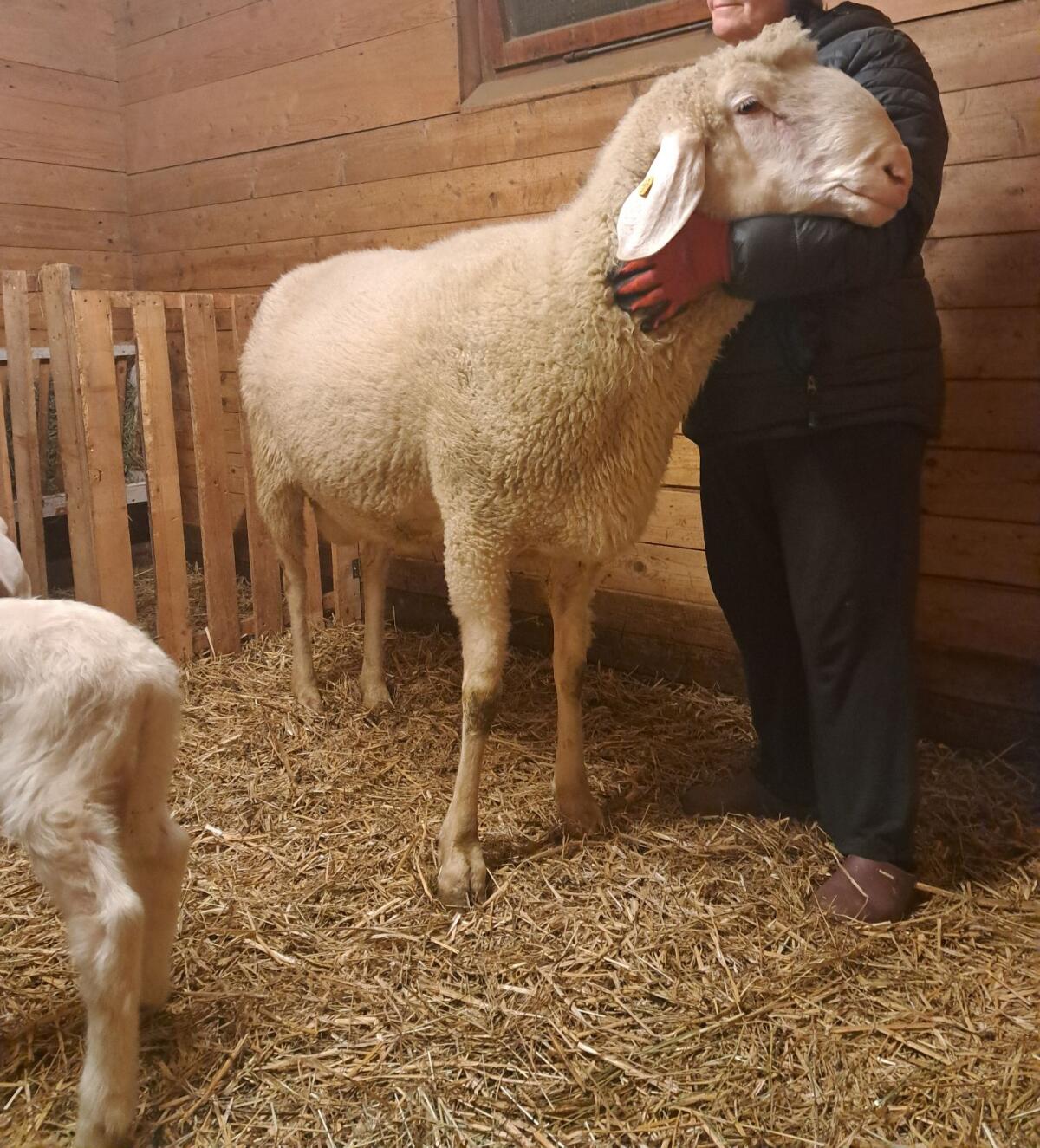 Verkaufe weißen HB Bergschafwidder 2