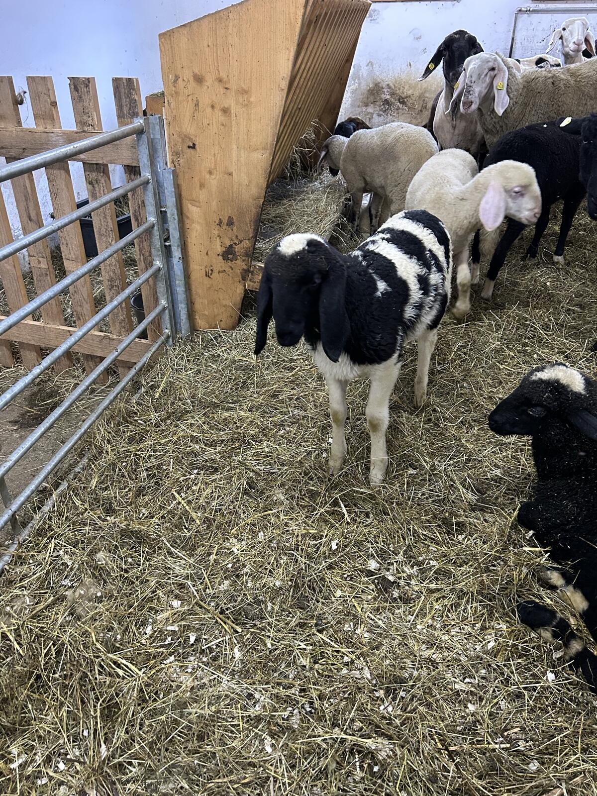 Mutterschafe mit Lamm 3