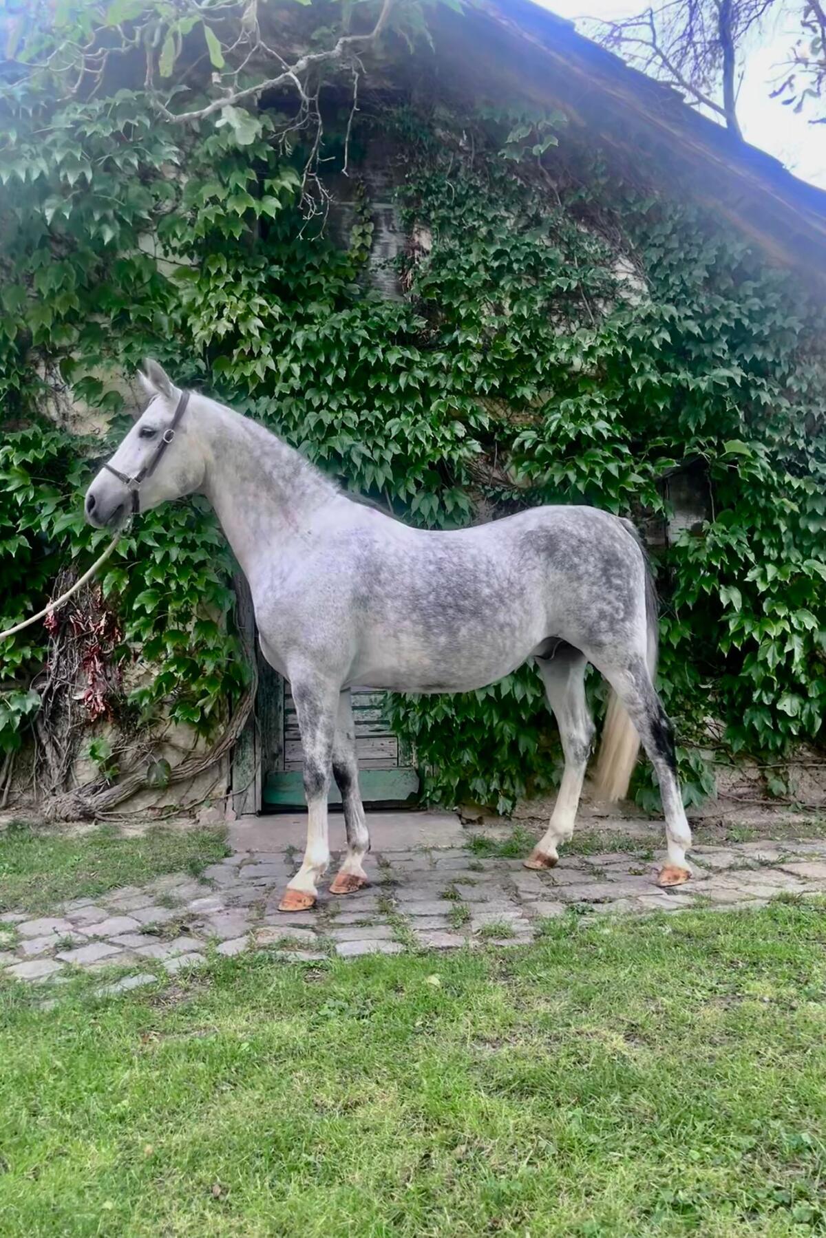 6-jähriger Schimmel-Wallach - klein aber fein 2
