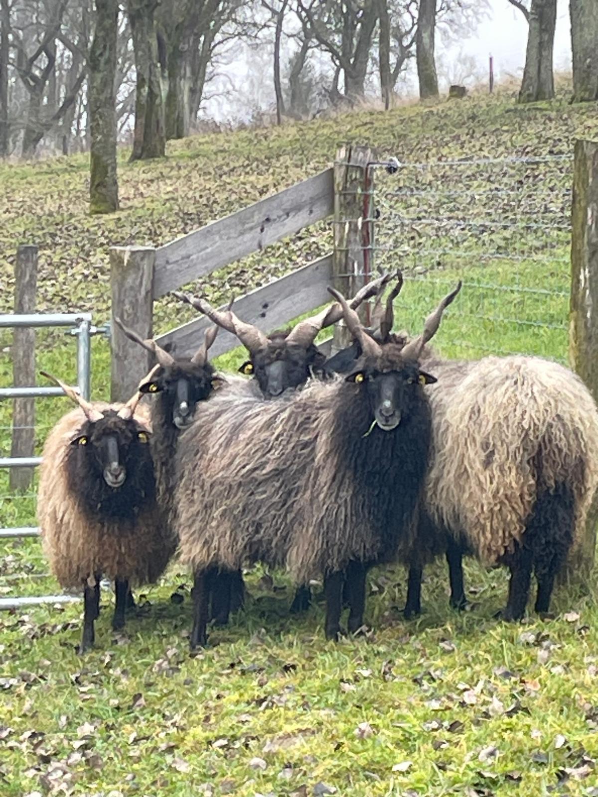 Ungarische Zackelschafe Schwarz 3