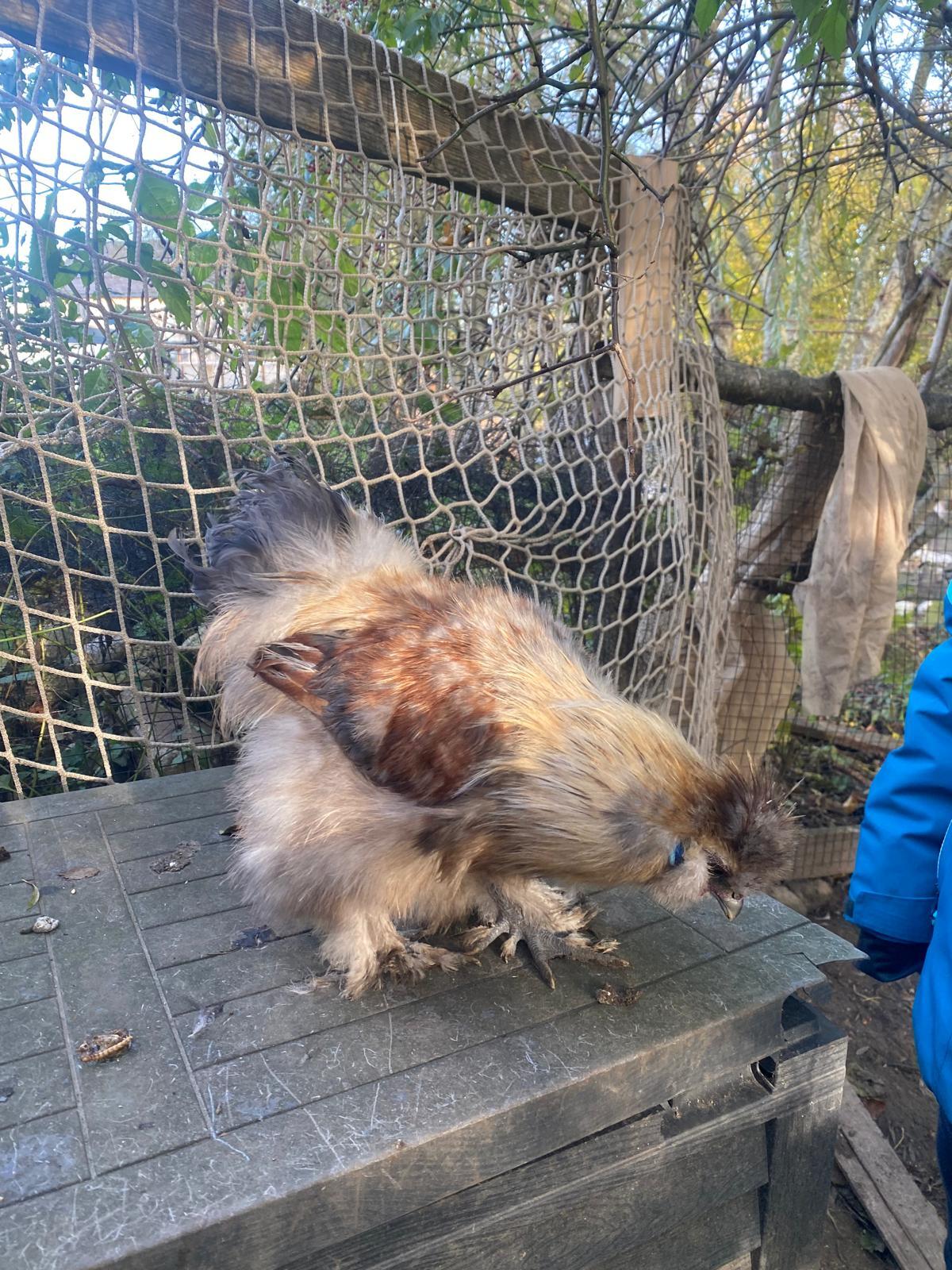 Zwerg-Seidenhähne zu verschenken 3