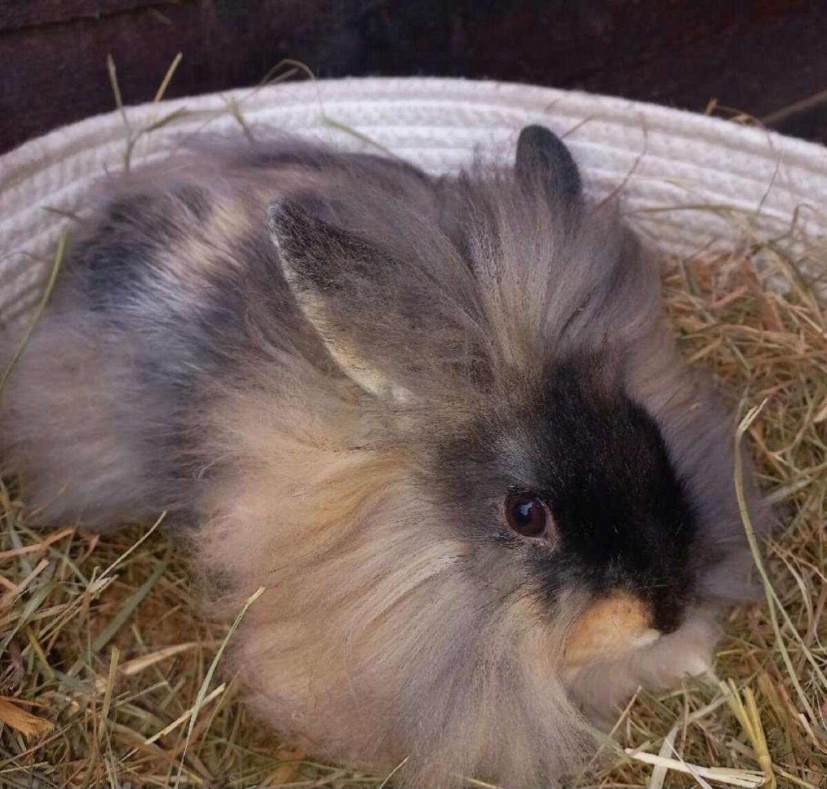 Löwenkopf Zwergkaninchen 2