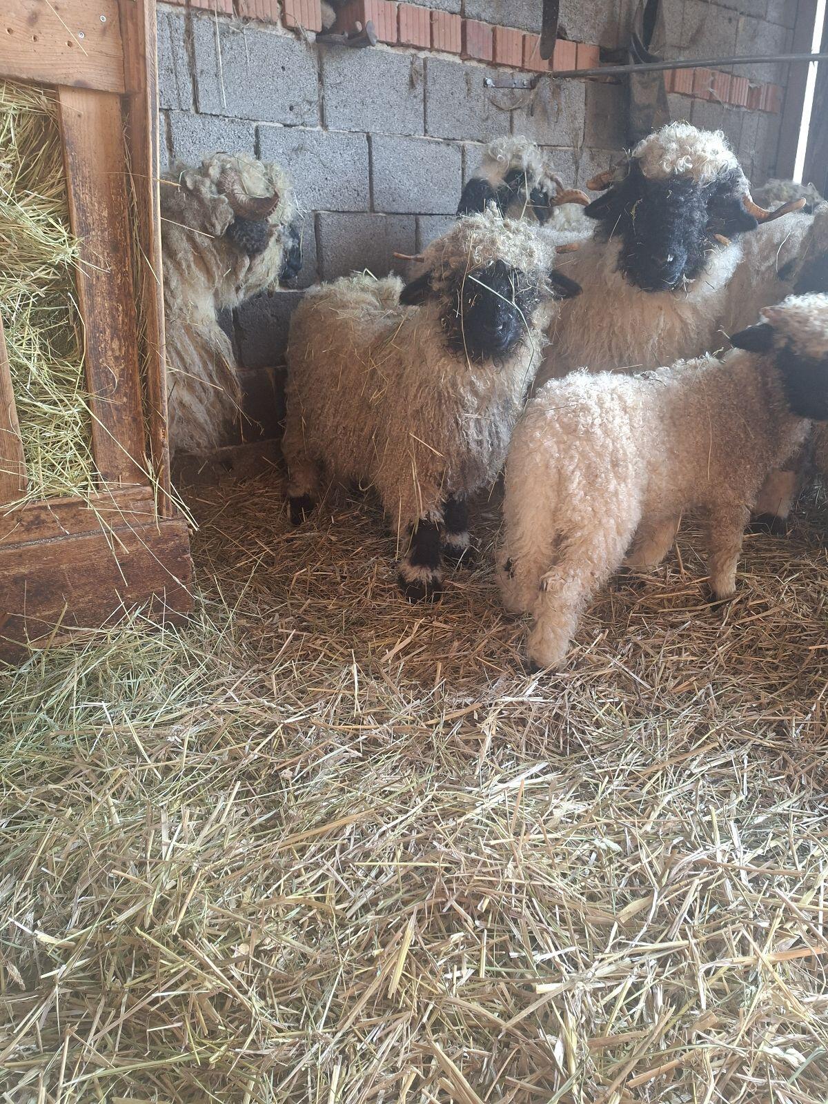 Walliser Schwarznasenschaf 2