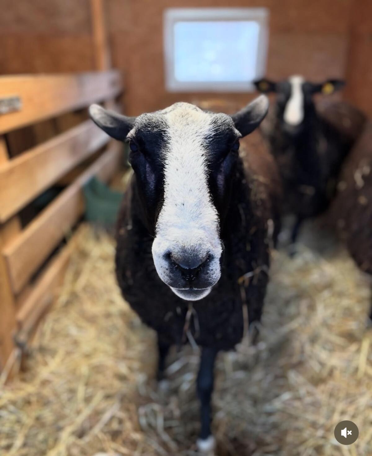 Zwartbles Herdenbuchtiere zu verkaufen 2