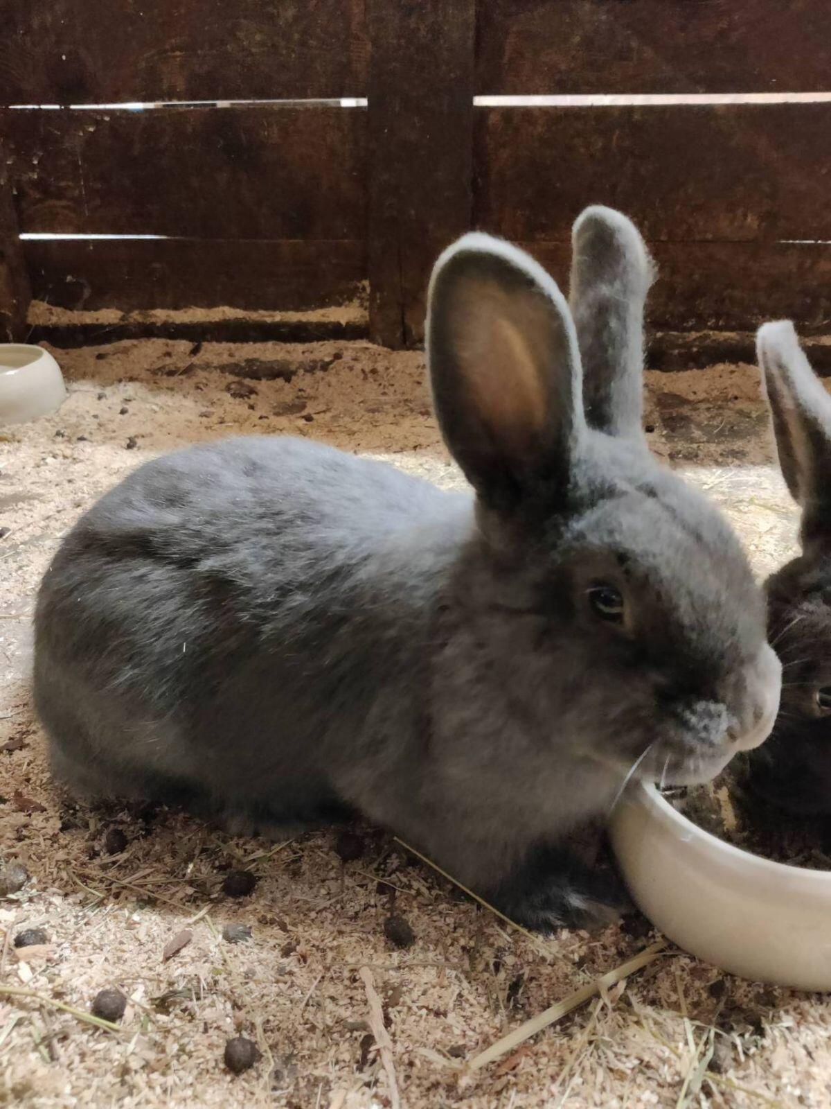 Blaue Wiener Hasen 2