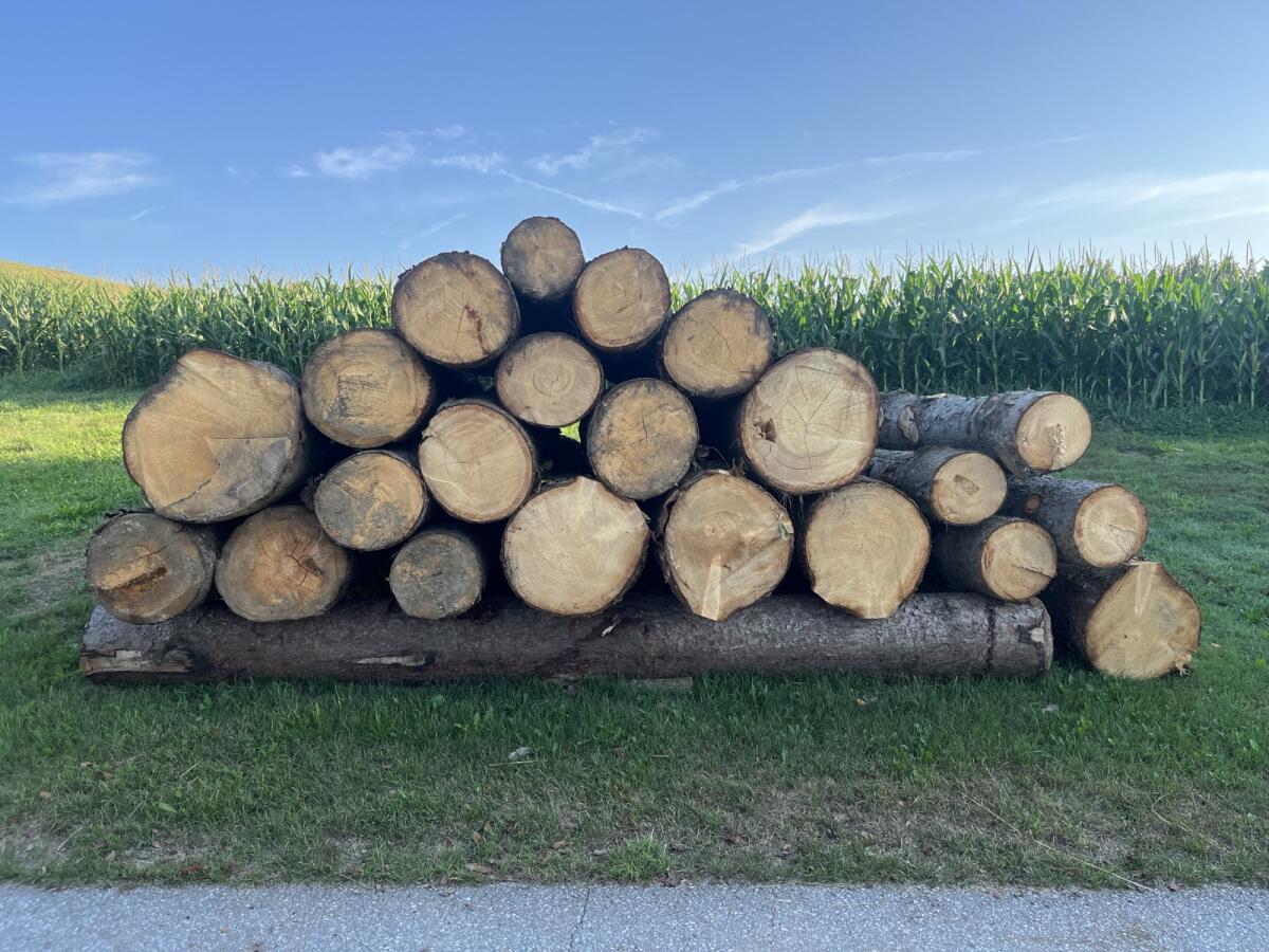 Biete Forstarbeiten 3