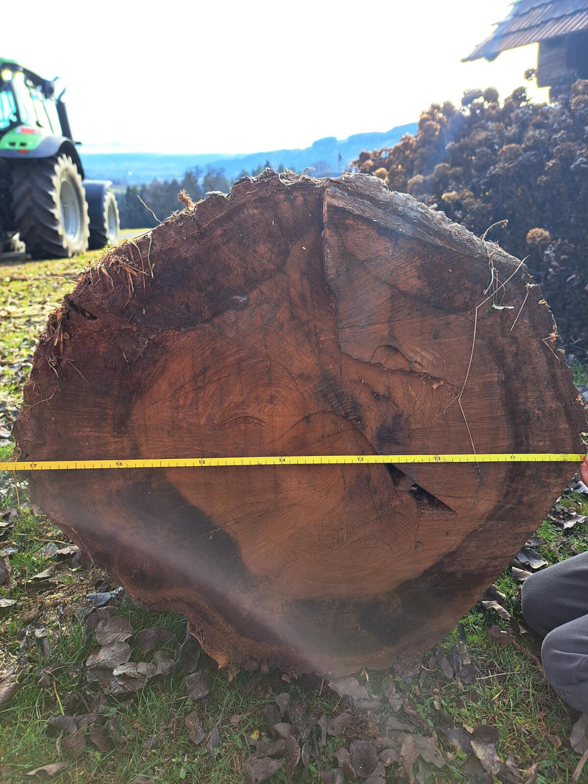 Nussbaumstamm ~1 FM 3