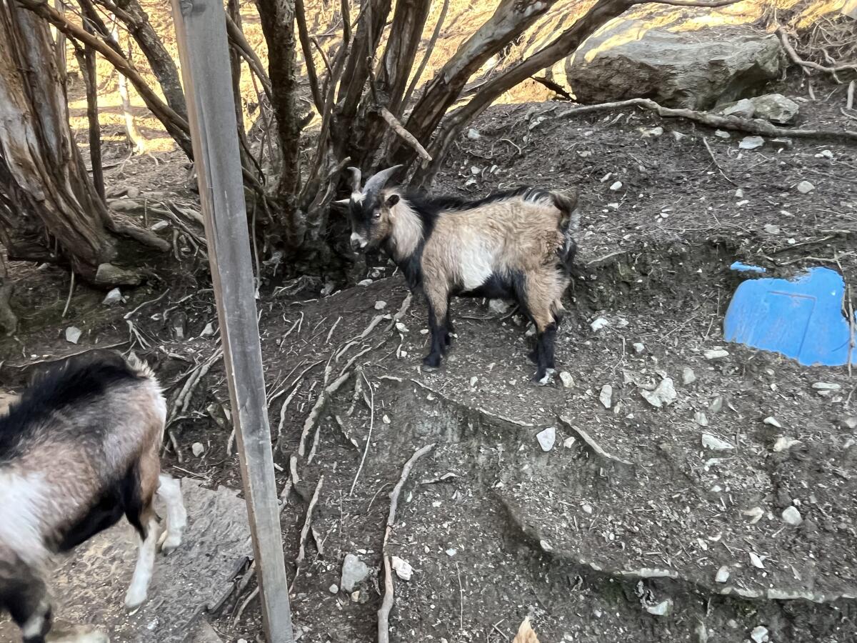 Minizwergziegenböcke 3